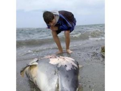 Морето изхвърли още един мъртъв делфин, този път в Созопол