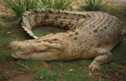 Безброй крокодили избягаха от парк за развлечения