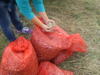 Хванаха гръцки бракониери с над 100 кг бяла мида в Иракли