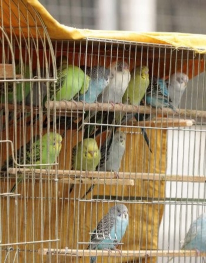 Спипаха бургазлия на границата с 25 папагалчета под седалката