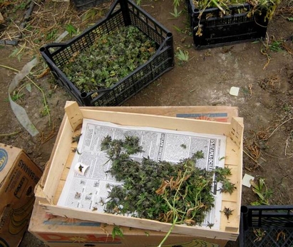 Бургаски антимафиоти разбиха 3 оранжерии с дрога за над 1 млн.лв.
