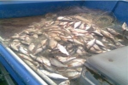 Бус на тутраканска фирма хванат с 1300 кг незаконна риба в Бургас