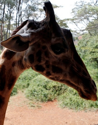Жестокост! Туристи броят €15 000, за да убият жираф в Африка