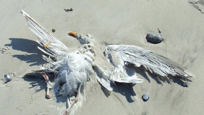Редки птици измират в Бургас