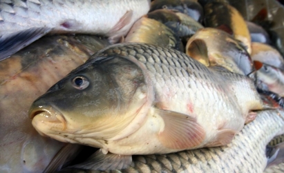 Влагат 2 млн.лв. за изграждане на рибопреработвателно предприятие в Бургас