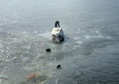 Лебеди замръзват край Поморие