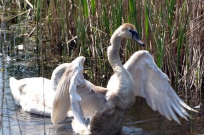 Лебеди в Бургаско измряха от февруарския студ