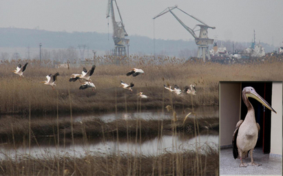 Розовите пеликани се завърнаха в бургаските езера