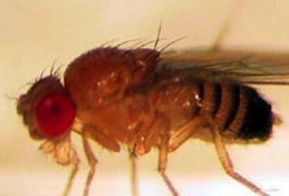 Отхвърлените мухи винарки стават алкохолици, показа изследване