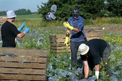 6000 долара печалба от бригада в САЩ