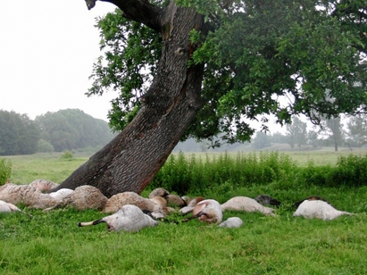 Измряха 15 овце и крава, яли третирани с препарат семена