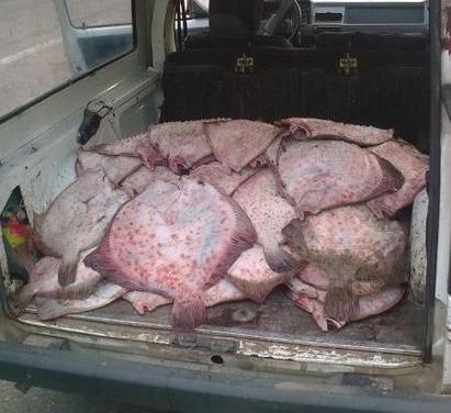 Хванаха бракониер с 820 кг. калкан край Дебелт