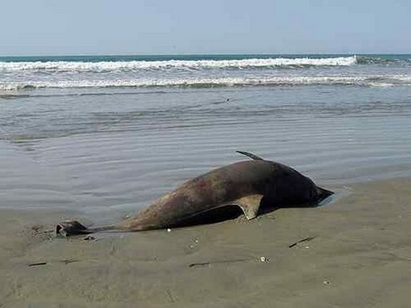 ИАРА претърсва плажовете за мъртви делфини