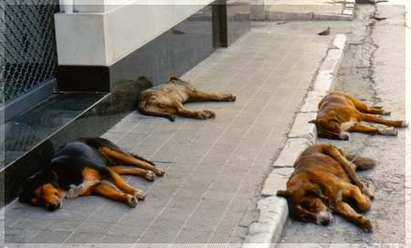 Защитници на бездомните кучета лапат заплати от 17 271 лева на човек