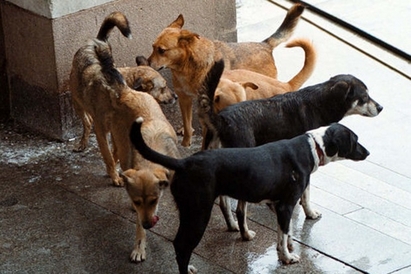 Made in France: Наркомани, крадци, побойници решават проблемите с бездомните кучета