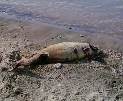 Морето изхвърли мъртъв делфин край Римската стена в Сарафово