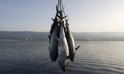 В САЩ се хранят със заразена от Фукушима риба