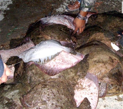 Удължават до 30 юни забраната за улов на калкан