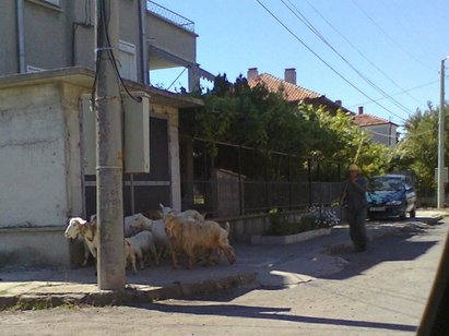 В бургаския квартал Лозово кози живеят в палати