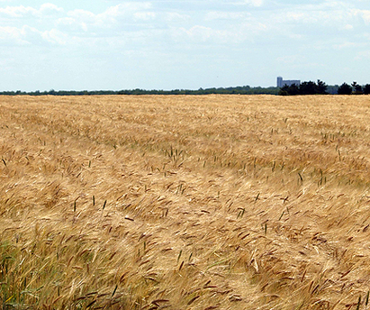 Добитък помля ниви с жито в Горица