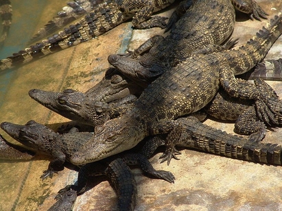 Kонфискуваха 3600 сиамски крокодили