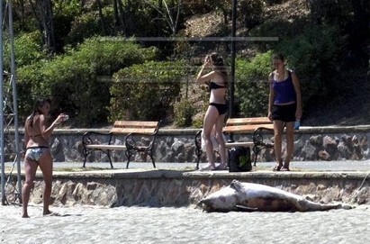 Умрял делфин овоня плажа в Бургас