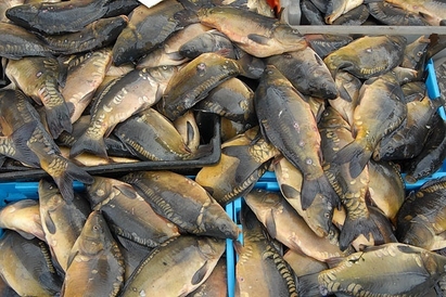Инспектори бракуваха над 140 кг риба по магазините по морето, била вмирисана
