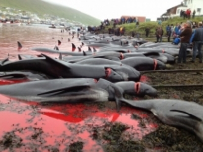 Изверги изклаха 196 делфина заради брутален ритуал