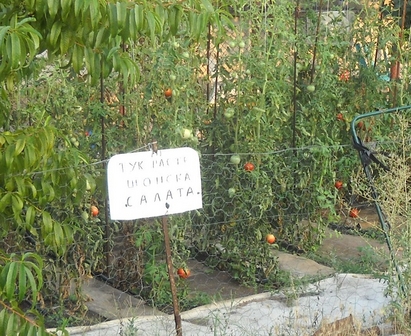 Шопска салата расте в Маринка