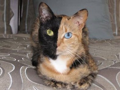 Котка с две лица побърка Facebook (СНИМКИ И ВИДЕО)