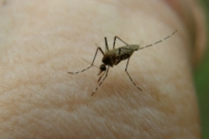 Комари атакуват САЩ със западнонилска треска