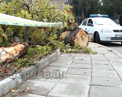 Шок: Огромно дърво премаза 26-годишен мъж в центъра на Бургас