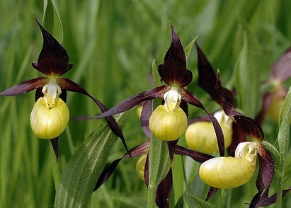 20 бона глоба за износ на българска орхидея