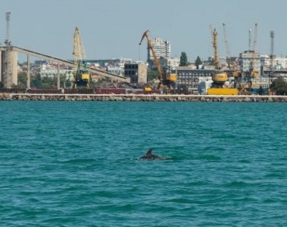 Делфин предизвика фурор в Пристанище-Бургас