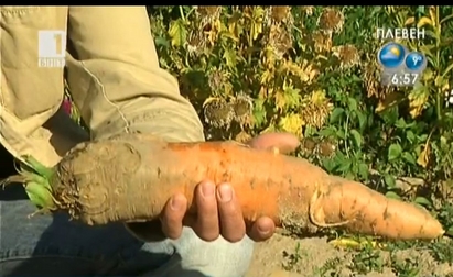 Българин отгледа моркови за "Гинес"