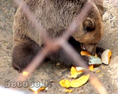 Пълна лудница! Деца хранят мечки с тиква за Хелоун в Айтос