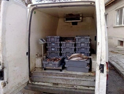 600 кг риба, натъпкана в "Мерцедес", задържаха край Средец
