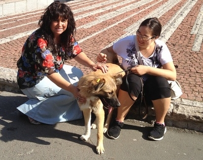 Над 50% от кучетата в Бургаския приют са осиновени