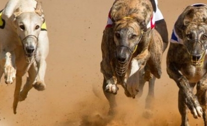 Карнобатлия с 10 000% печалба от залог на гонка с кучета