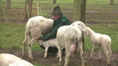 Крадци отмъкнаха четири бременни овце край Средец