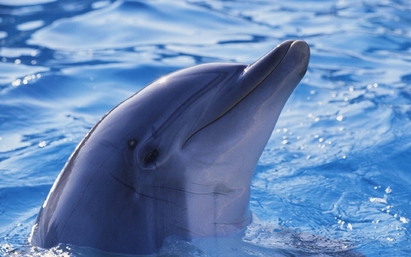 Делфин спаси от смърт 150 себеподобни