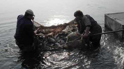 Заловиха бракониери с половин тон риба