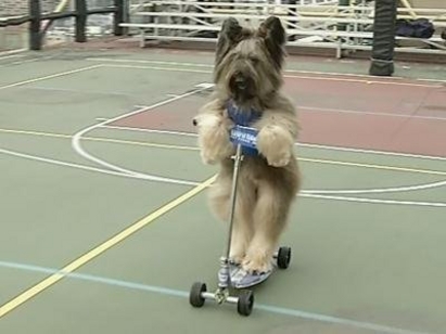 Куче кара колело, скейтборд и тротинетка