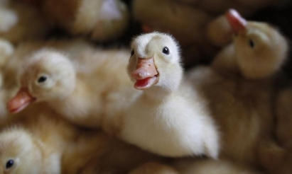 Избиха 14000 патици в Германия заради птичия грип