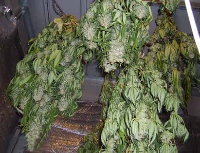 Лаборатория за марихуана цъфна в дома на 25-годишния Сашко, на пъпа на Бургас