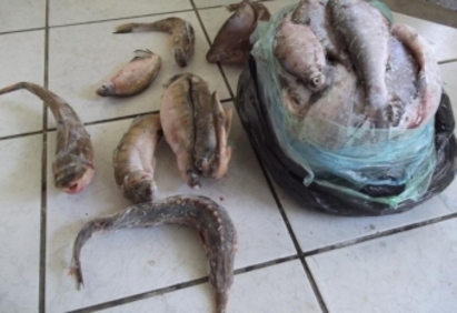 Откриха 108 кг риба, натъпкана в багажник