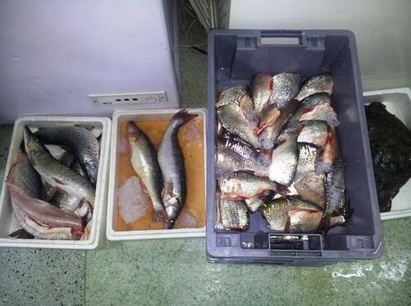 80 кг незаконна риба иззета от магазин "Феникс" в Бургас