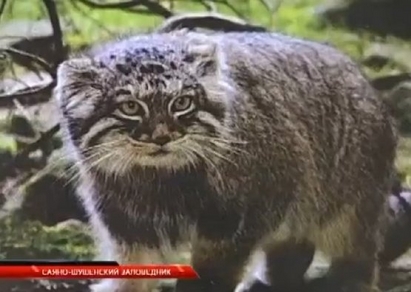 Учени търсят диви котки в пещерите край Красноярск (ВИДЕО)
