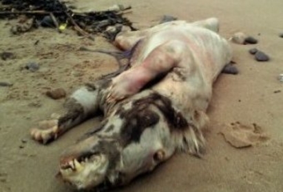 Странен звяр изплува на плаж в Уелс