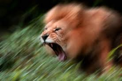 Лъв разкъса жена в частен резерват